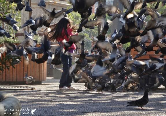 Pigeons santiago du chili plaza de armas