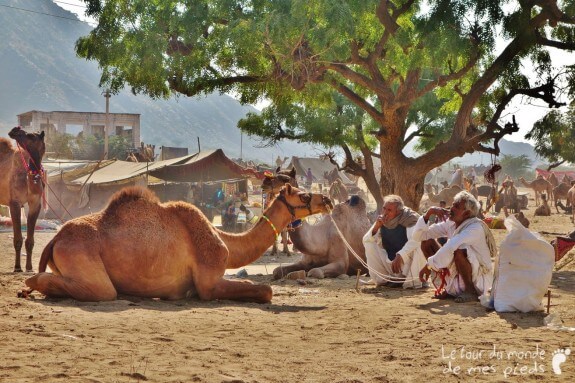 Pushkar (11)