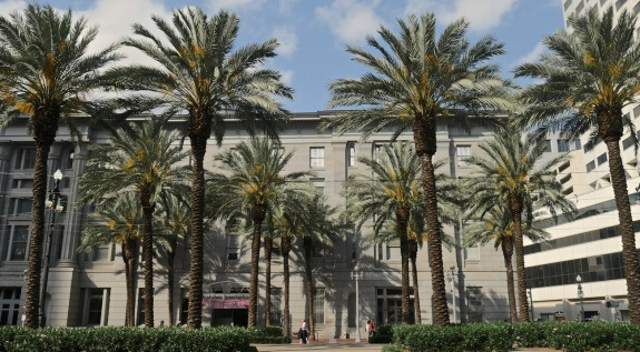 palmiers nouvelle orleans