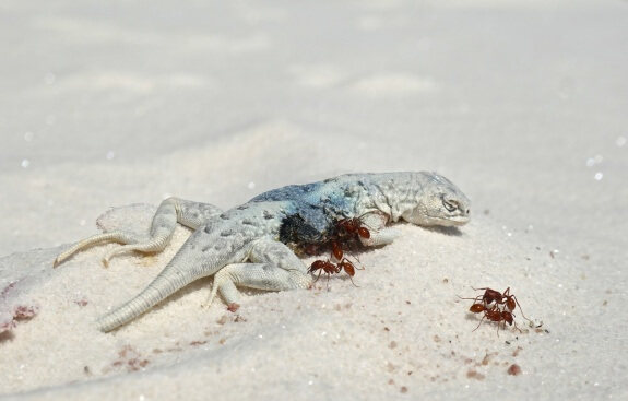 lézard mort white sands nouveau mexique