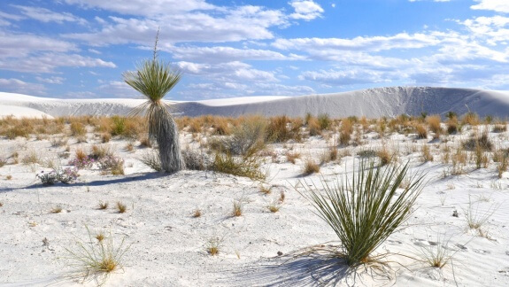 white sands