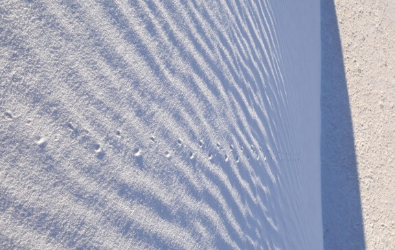 traces d'insecte white sands