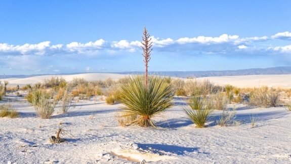 vegetation white sands national monument