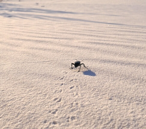 insecte sable white sands