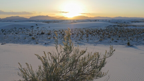 white sands