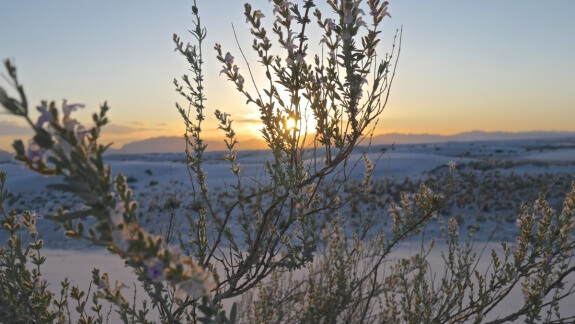 white sands