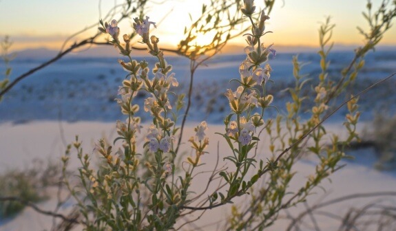 white sands