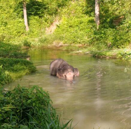 Elephant dans l'eau