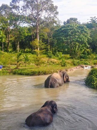 Éléphants dans l'eau